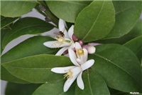 ca8e99a9-IMG_7102 limun.jpg